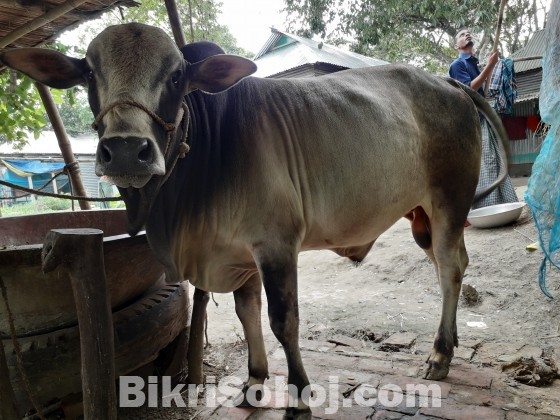 দেশি জাতের কোরবানির গরু